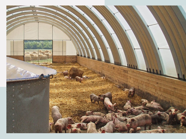 Строительство свинарников в Елабуге